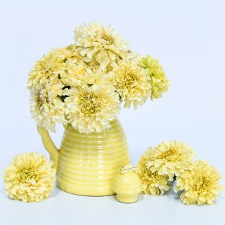 Sugar and Spice Marigolds in pale yellow honey pot on white background.