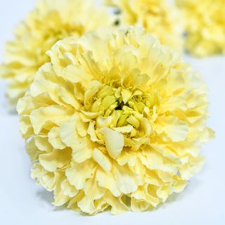 Close-up detailed macro shot of a Sugar and Spice Marigold on a white background.