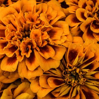 Close-up detailed macro view of Chica Flame Marigolds.