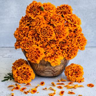Chica Flame Marigolds piled high in a wooden bowl with petals and flowers on light background.