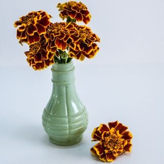 Marigold Seeds, Colossus Red Gold Bicolor