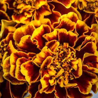 Close-up Colossus Red Gold Bicolor Marigold
