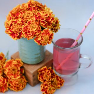 Colossus Red Gold Bicolor Marigold