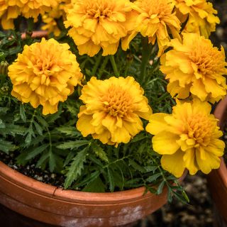 Gypsy Sunshine French Marigold