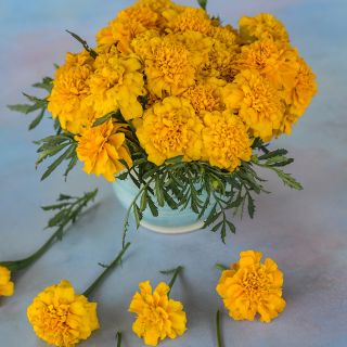Gypsy Sunshine French Marigold