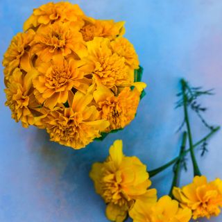 Gypsy Sunshine French Marigold
