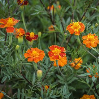 Linnaeus Burning Embers Marigold in garden.