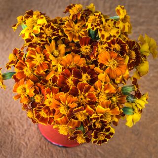 Linnaeus Burning Embers Marigold