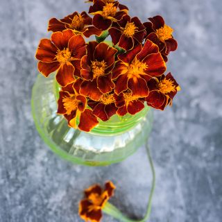 Linnaeus Burning Embers Marigold in tea kettle on marbled background.