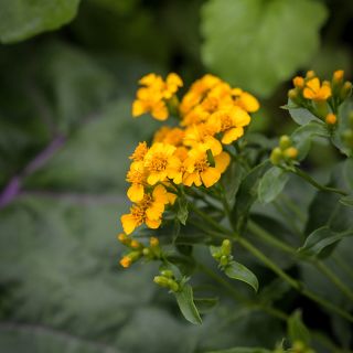 Sweet Mace Marigold or Mexican Mint growing in garden.