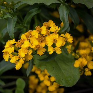 Sweet Mace Marigold or Mexican Mint growing in garden.