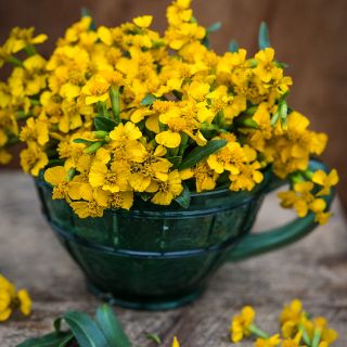 A bouquet of Sweet Mace Marigold or Mexican Mint inside green teacup.