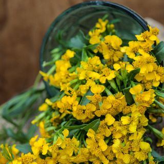 Sweet Mace Marigold or Mexican Mint spilling from vase.