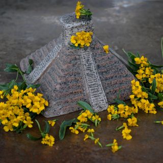 Sweet Mace Marigold or Mexican Mint accompanying an Aztec Pyramid.