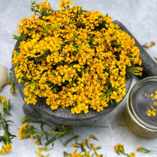 A bouquet of Sweet Mace Marigold or Mexican Mint with delicious tea made from the flowers.