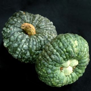 A couple of Marina Di Chioggia Pumpkin Winter Squash on a black background.