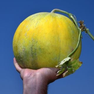 Hand holding a single freshly harvested Boule d'Or Melon at the Baker Creek trial farm in California.