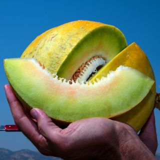 A farmer's hands holding a cut Boule d'Or Melon against the deep blue sky at the Baker Creek trial farm.