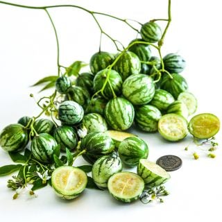 A cluster of Tzimbalo Melon Pears fresh off the vine with a penny to show the size of the fruit.