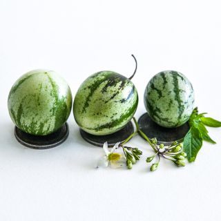 A trio of Tzimbalo Melon Pears sitting on pennies with some foliage and a tiny flower.