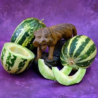 Whole and cut Japanese Tiger Melons surrounding a carved wooden tiger on bright purple background.