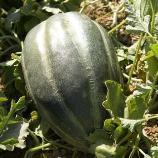 Bidwell Casaba Melon growing in garden.