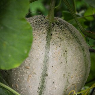 Charentais Melon hiding in garden.