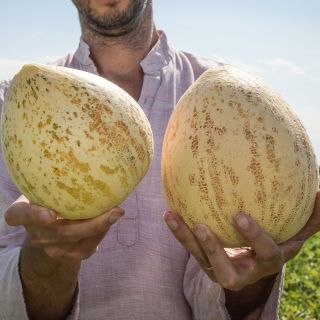 Jere Gettle holding two Crane melons in garden.