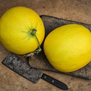 Golden Honeymoon melons.