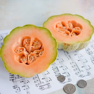 Golden Jenny Melon on music paper. 