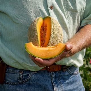 Gardener holding wedged Hale's Best 45 Melon.