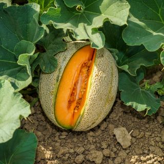 Hale's Best 45 melon in garden on vine.