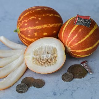 Rich Sweetness 132 Melons with coins for size reference. 