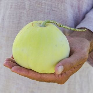 Close-up Sakata's Sweet Melon