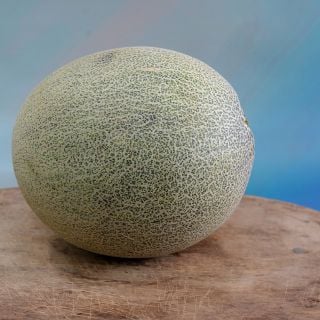 Small Persian Melon.