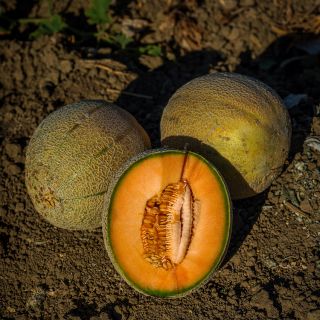 Sweet Passion Melon fresh from field.
