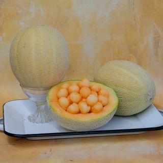Sweet Passion Melon with yellow background.