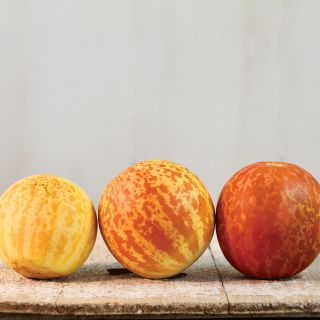 Tigger Melon in progressing shades of orange.