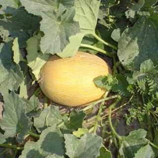 Tommy Apple Melon in field.