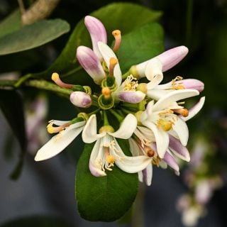 A close-up macro view of citris flowers blooming on a Meyer Lemon Tree in the greenhouse at Baker Creek.