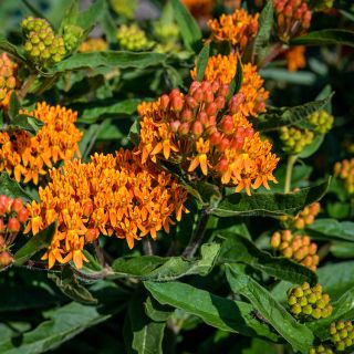 Butterfly Milkweed in garden.