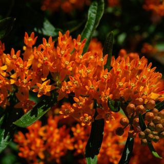 Butterfly Milkweed in garden.