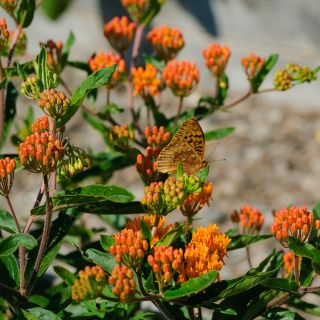 Butterfly Milkweed in garden with Butterfly.