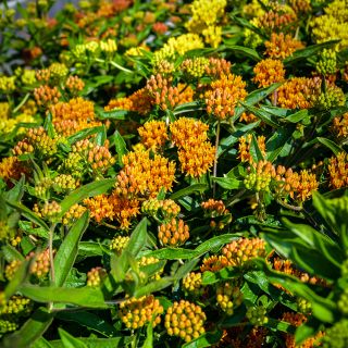 Close-up detail of Gay Butterflies Milkweed.

