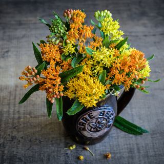 Gay Butterflies Milkweed floral arrangement in a hand-made ceramic Baker Creek mug.