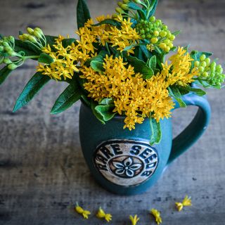 An arrangement of Hello Yellow Milkweed stems in a ceramic handmade rareseeds mug.