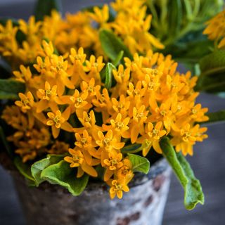 Close-up detail of Hello Yellow Milkweed blooms.