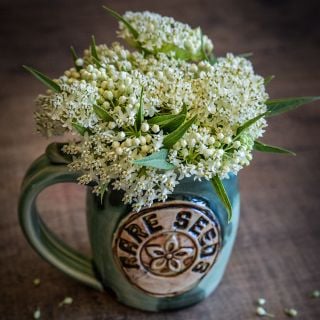 Ice Ballet Milkweed arranged in a ceramic handmade mug on a wood background.