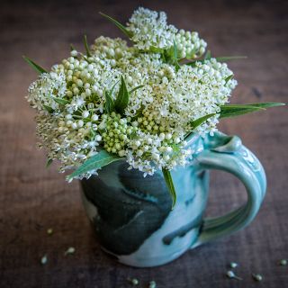 Ice Ballet Milkweed arranged in a ceramic handmade mug on a wood background.