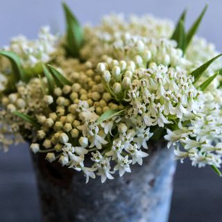 Close-up of Ice Ballet Milkweed flowers against a grey background.